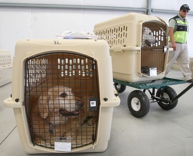 寵物托運(yùn)圖片/寵物托運(yùn)樣板圖 (4)