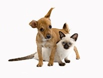 寵物托運圖片/寵物托運樣板圖 (1)