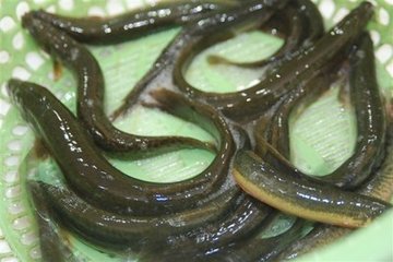 台湾泥鳅苗 泥鳅 活体饲料鱼 放生鱼活体饲料鱼龙鱼饲料鱼苗图片