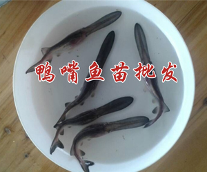 鴨嘴圖片/鴨嘴樣板圖 (3)