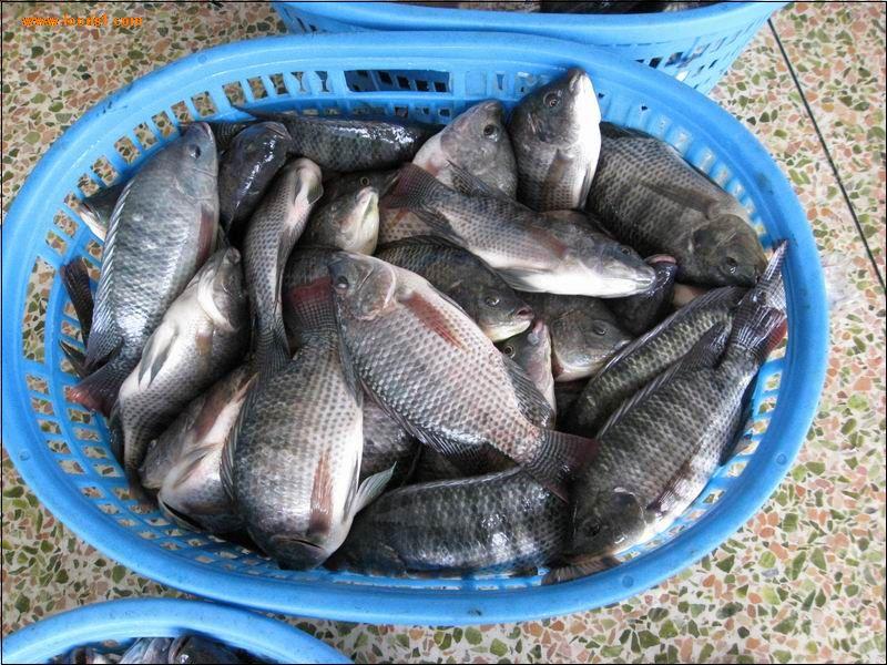 羅非魚苗圖片/羅非魚苗樣板圖 (4)