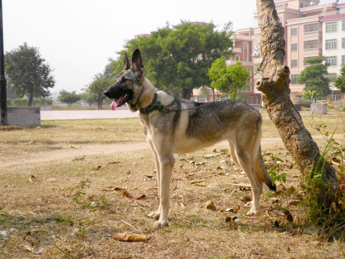 幼*青價格純小*青多少錢如何訓(xùn)練怎么賣*青圖片
