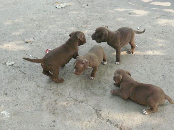 比特犬圖片/比特犬樣板圖 (4)