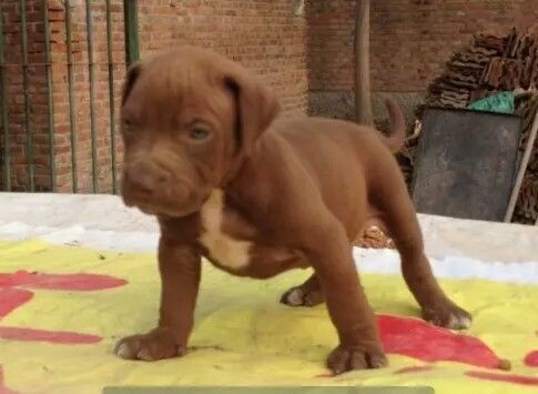 中国 比特犬比特犬的血统比特犬的图片比特犬的打架视频图片