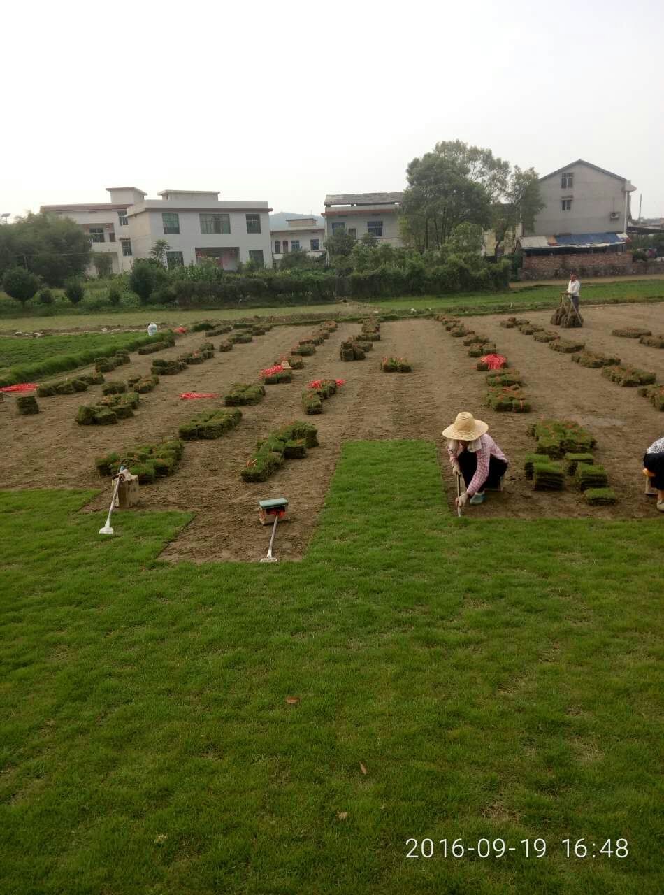 郴州艺景草坪苗木基地