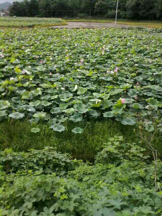 湖南碗蓮種植基地圖片
