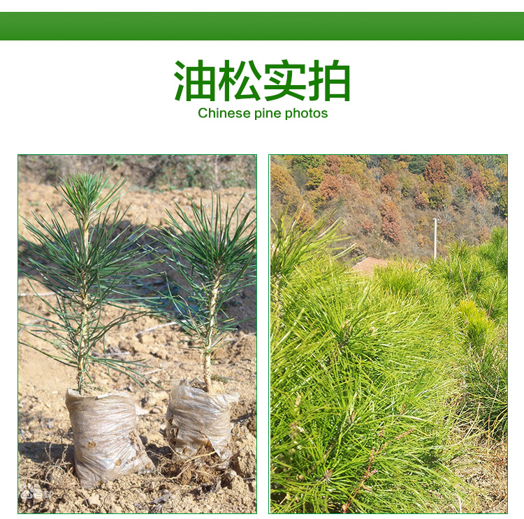 濟(jì)南油松、聊城油松、淄博油松、圖片