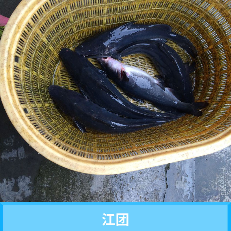 江團(tuán)圖片/江團(tuán)樣板圖 (2)