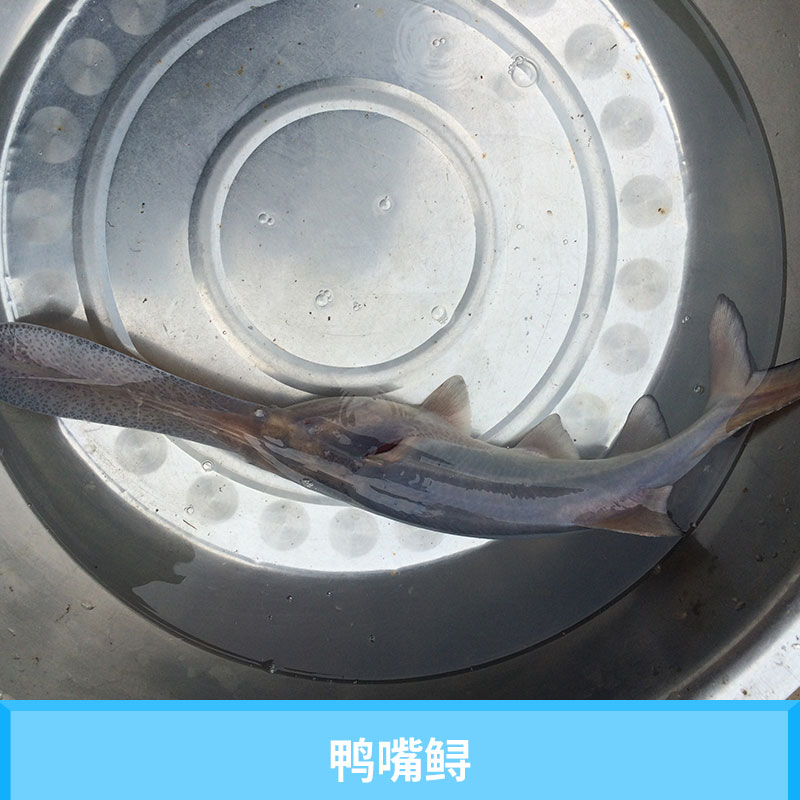 鴨嘴圖片/鴨嘴樣板圖 (3)