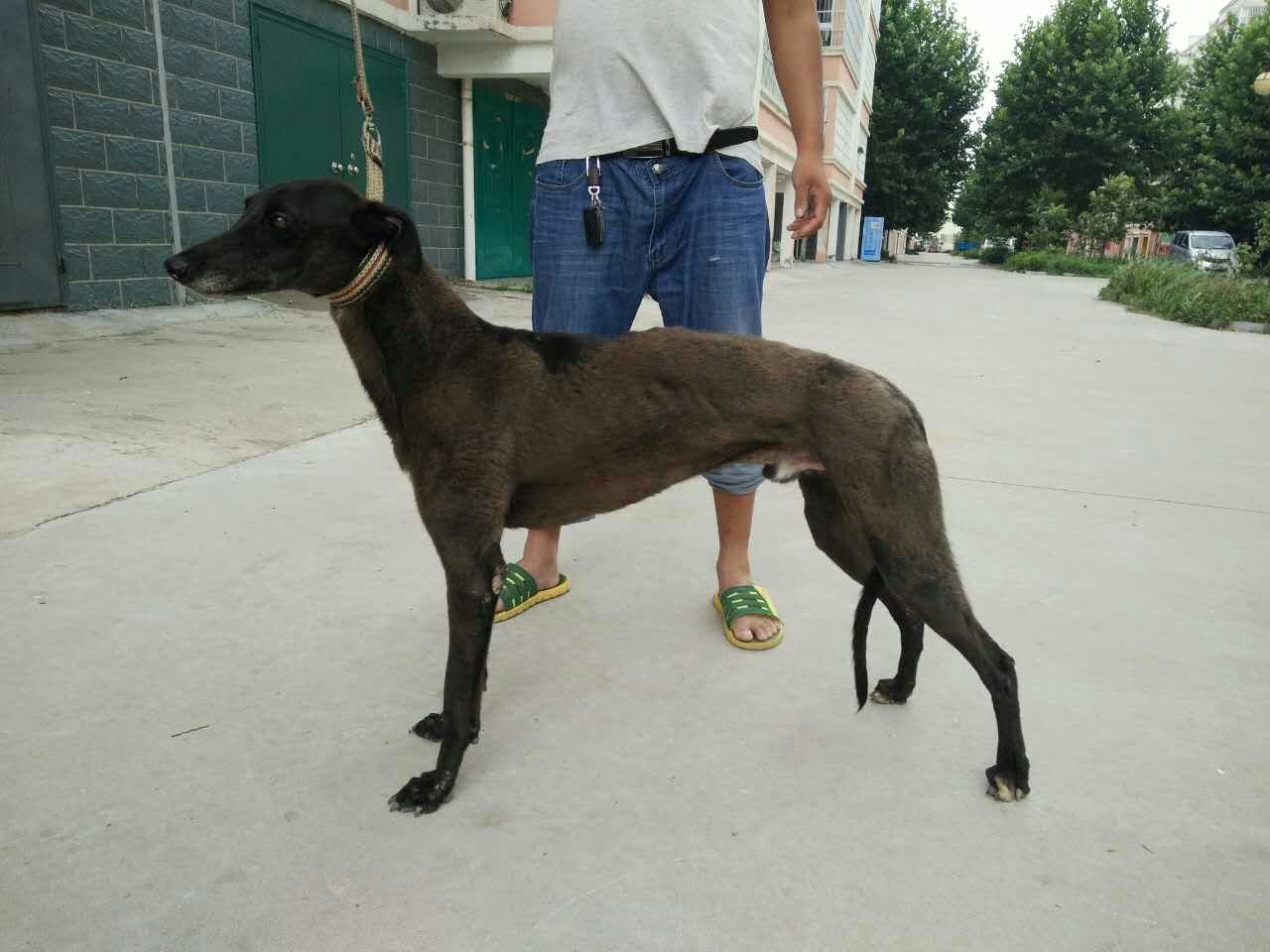 格力犬价格供应格力犬格力犬图片哪里有卖格力犬格力幼犬多少钱 格力犬出售图片