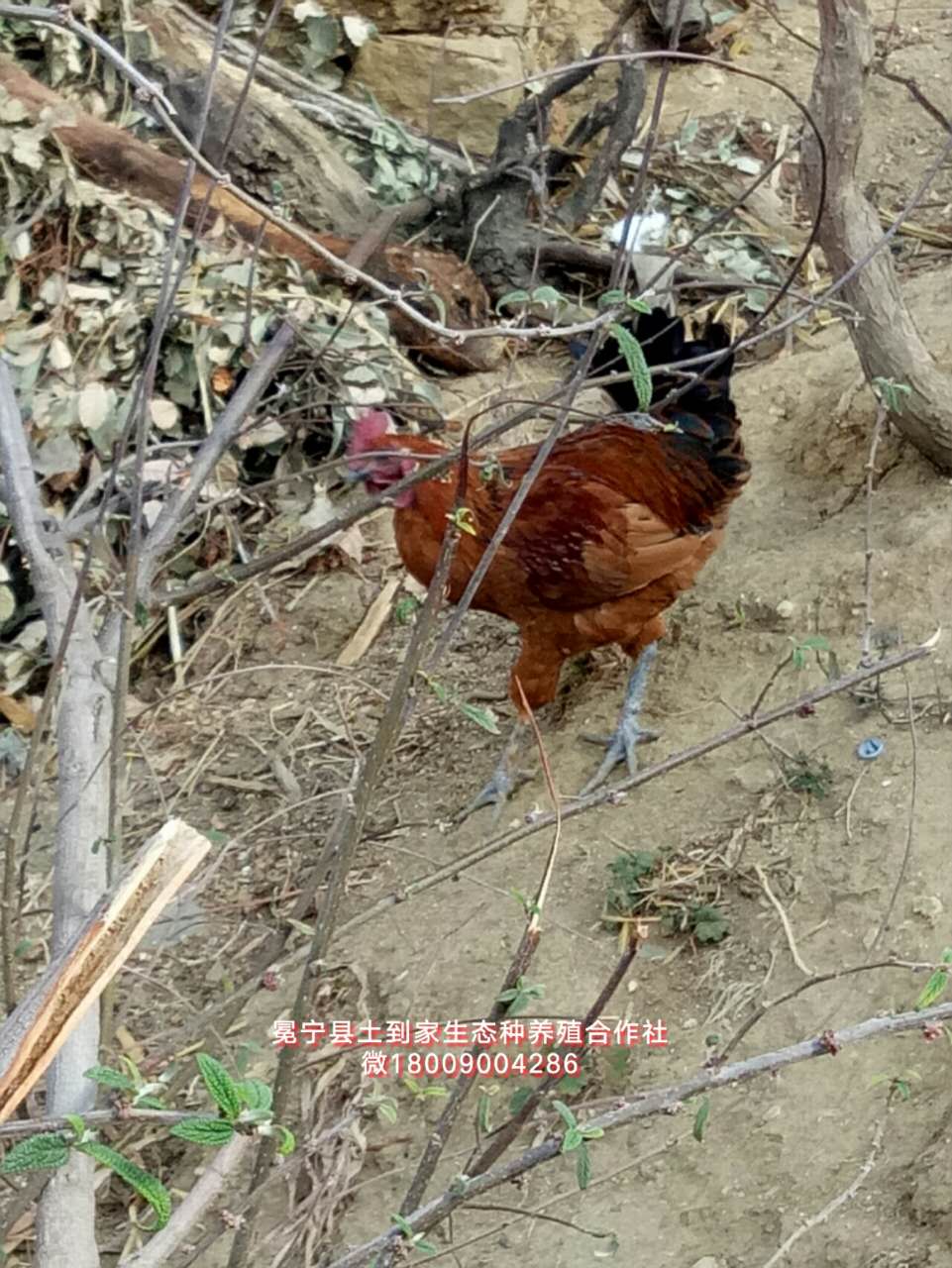 凉山彝族自治州凉山崖鹰鸡苗厂家凉山崖鹰鸡苗高脚鸡苗本地土鸡苗土鸡脱温苗批发孵化厂家