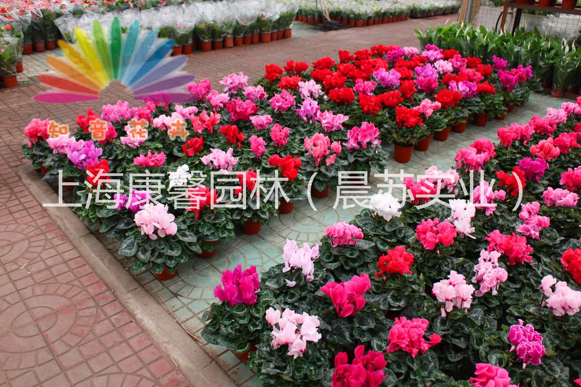 重慶綠植花卉租賃電話 重慶綠植租賃電話，重慶綠植花卉租賃公司