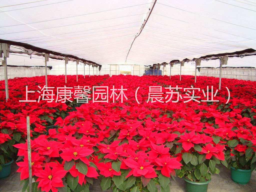 花卉租賃圖片/花卉租賃樣板圖 (2)