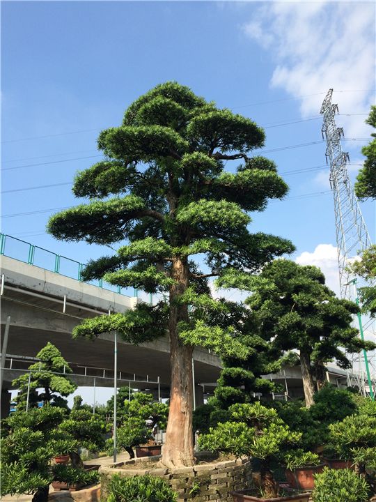 成都市罗汉松厂家