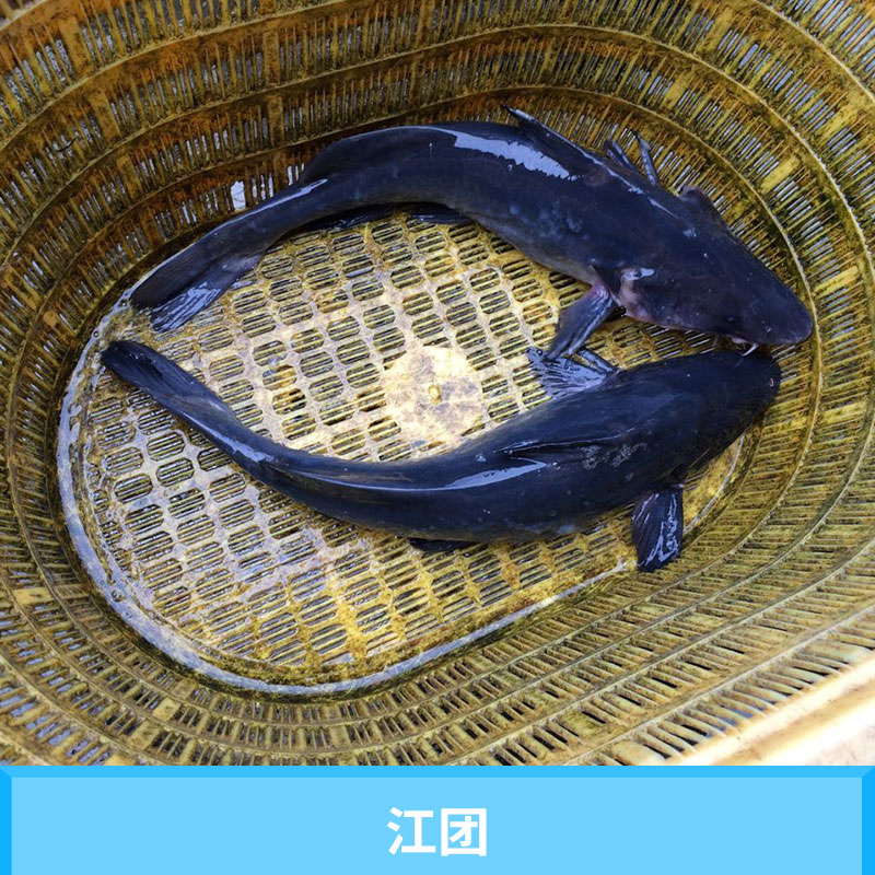 江團(tuán)圖片/江團(tuán)樣板圖 (1)