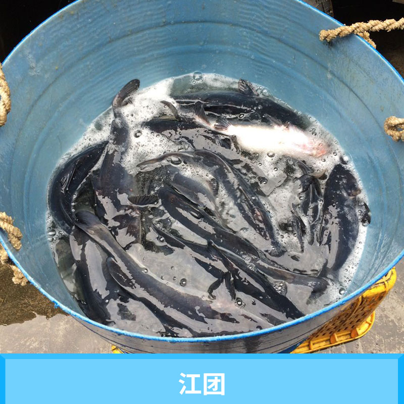 江團(tuán)圖片/江團(tuán)樣板圖 (4)