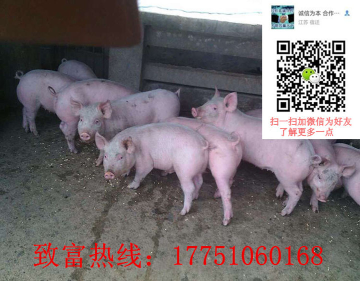三元仔豬圖片/三元仔豬樣板圖 (3)
