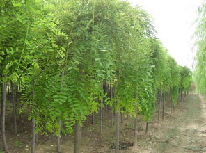 8公分國槐價格 8公分國槐批發(fā) 哪里有8公分國槐批發(fā)價格