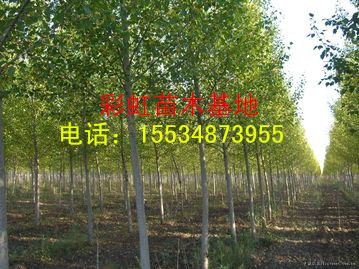 8公分毛白楊價格