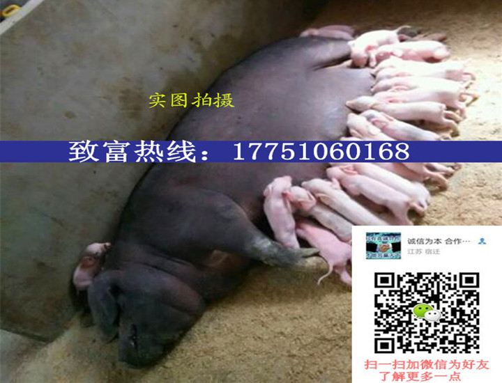 三元仔豬圖片/三元仔豬樣板圖 (3)