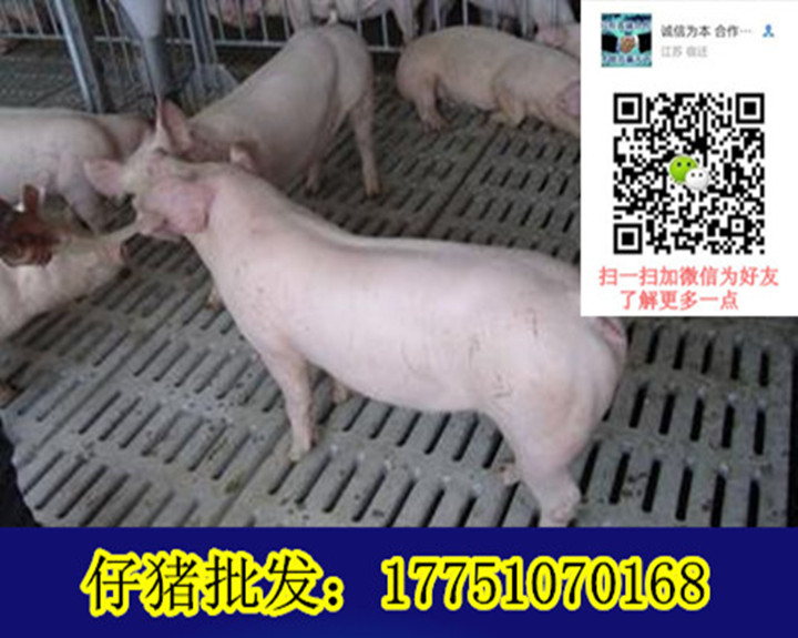 三元仔豬圖片/三元仔豬樣板圖 (1)
