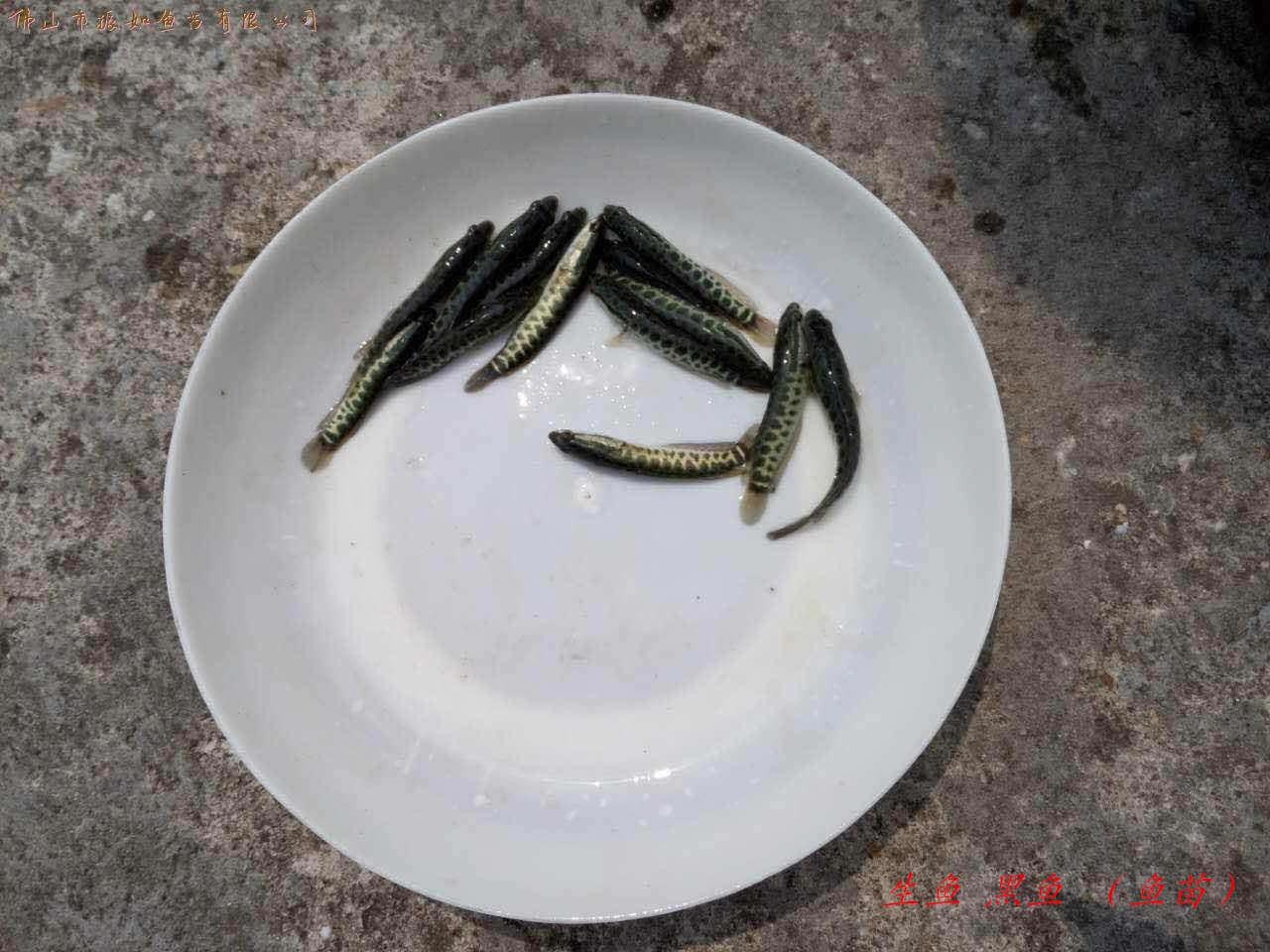 生鱼（黑鱼）苗