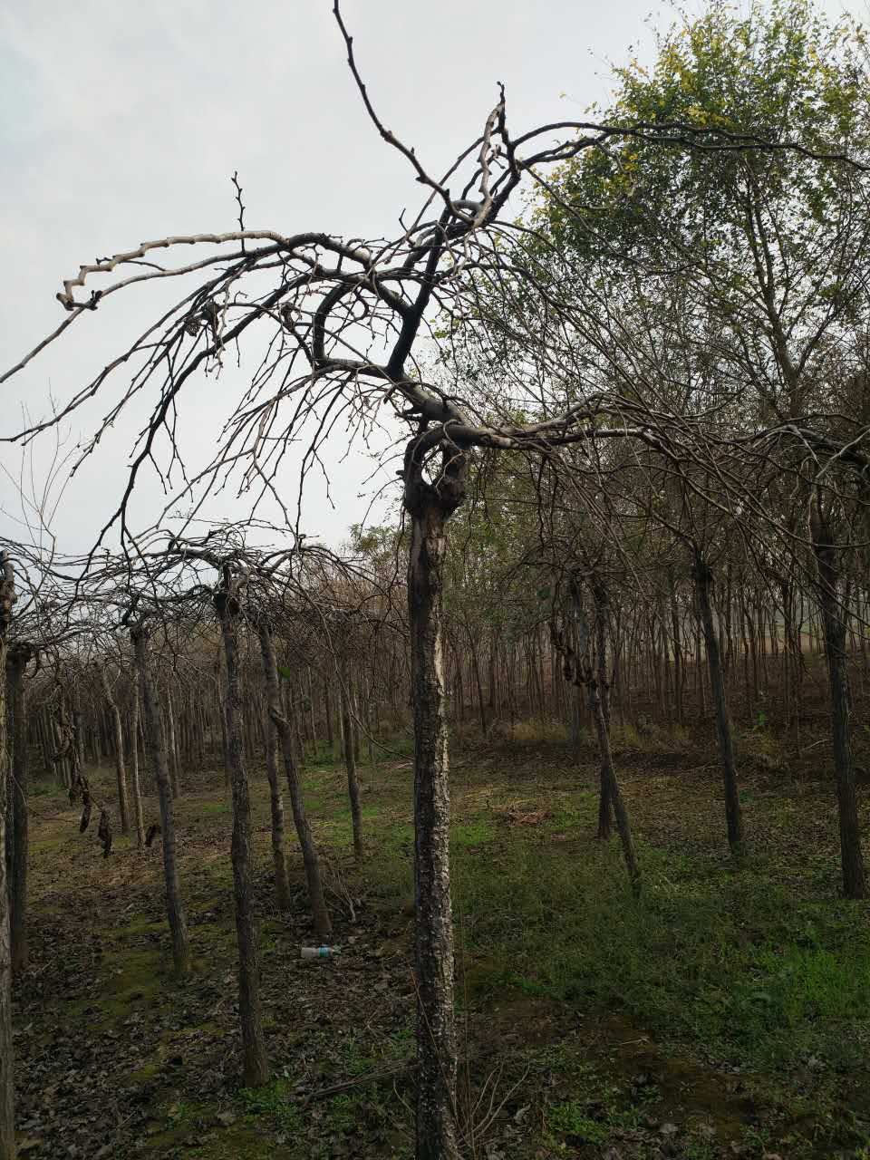 大葉垂榆種植基地/報價/批發(fā)/多少錢一棵