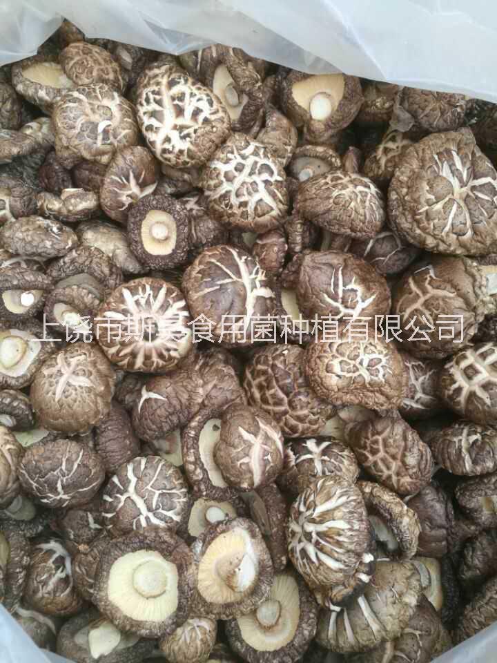 斯昊菌業(yè){香菇}圖片/斯昊菌業(yè){香菇}樣板圖 (1)