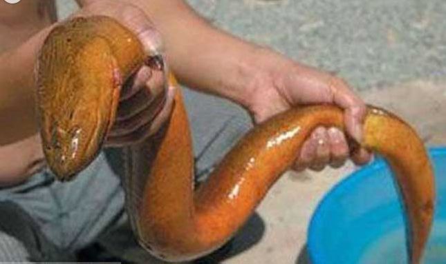 大連忠進出口報關(guān)黃鱔之黃鱔的秘密圖片