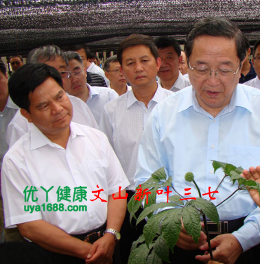 30頭文山三七圖片/30頭文山三七樣板圖 (3)