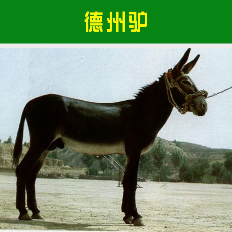 山東養(yǎng)殖基地供應(yīng)純種德州驢 肉用牲畜品種無棣驢/三粉驢/烏頭驢