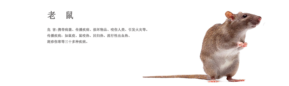 蘄春消殺公司 蘄春滅老鼠公司、蘄春滅蟑螂公司