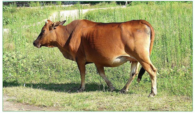肉牛多少錢一頭報(bào)價(jià)圖片/肉牛多少錢一頭報(bào)價(jià)樣板圖 (4)