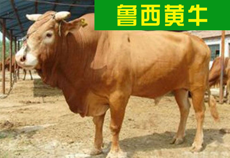 魯西黃牛圖片/魯西黃牛樣板圖 (2)