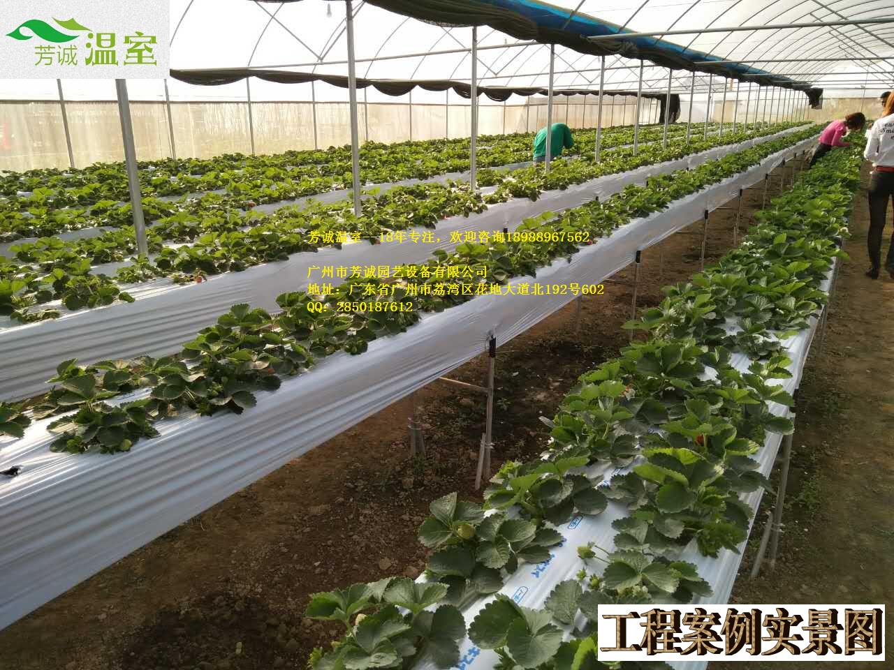論大棚價格：價格與產(chǎn)品價值圖片/論大棚價格：價格與產(chǎn)品價值樣板圖 (4)