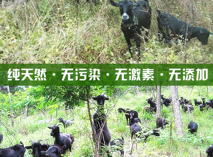 黑山羊圖片/黑山羊樣板圖 (1)