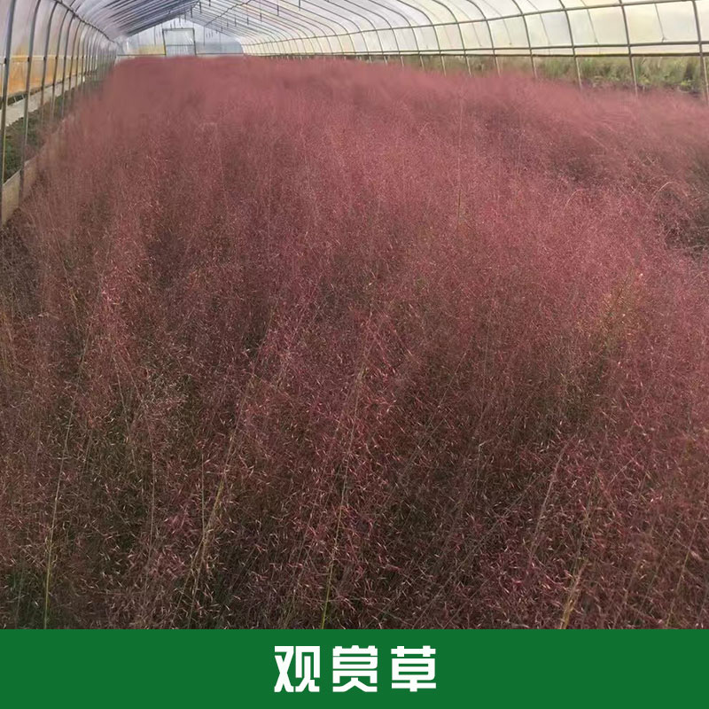 水草圖片/水草樣板圖 (4)