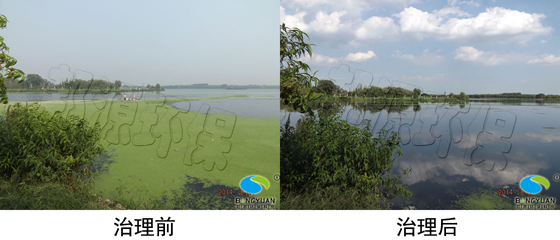 水環(huán)境生物治理技術圖片
