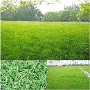 供應 基地優(yōu)質出售 高羊茅草 優(yōu)質高羊茅草 安徽高羊茅草 安徽高羊茅草批發(fā)商