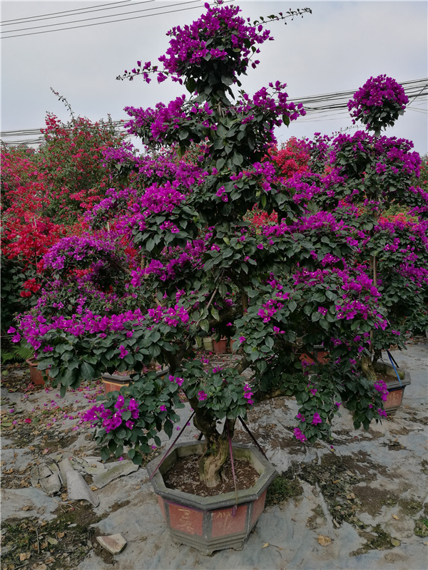 紅花三角梅盆景圖片