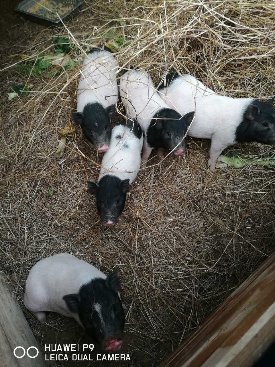 巴馬香豬種豬圖片/巴馬香豬種豬樣板圖 (1)