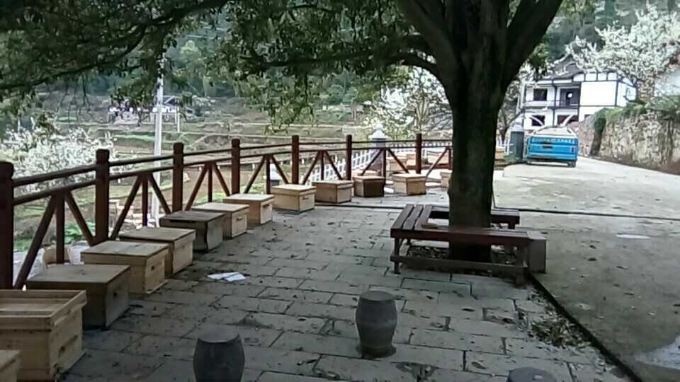 遵義蜜蜂基地圖片/遵義蜜蜂基地樣板圖 (3)