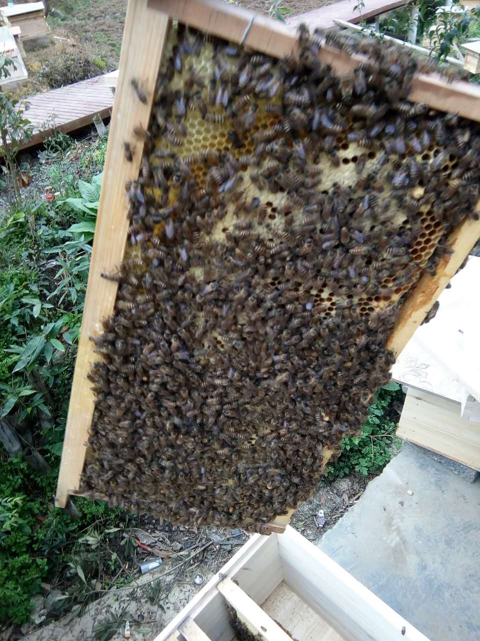 貴州蜜蜂出售圖片/貴州蜜蜂出售樣板圖 (4)
