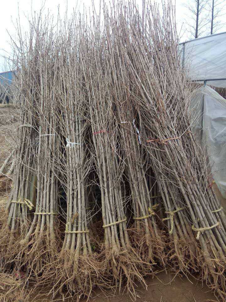 徐州市银杏苗圃批发厂家邳州奋达银杏苗圃基地电话 银杏苗圃批发