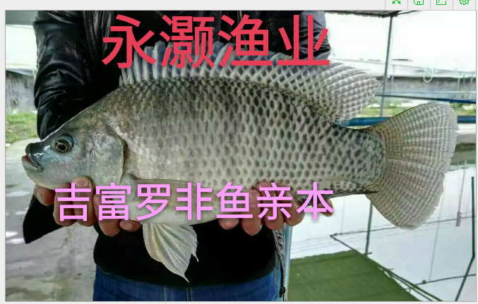 吉富羅非魚(yú)苗 優(yōu)質(zhì)羅非苗抗高溫抗病力強(qiáng)