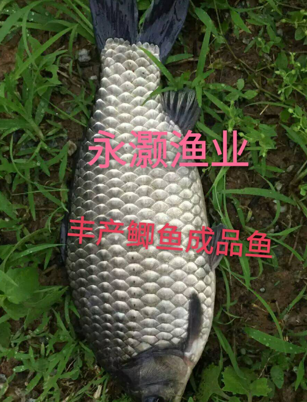 鯽魚苗圖片/鯽魚苗樣板圖 (1)