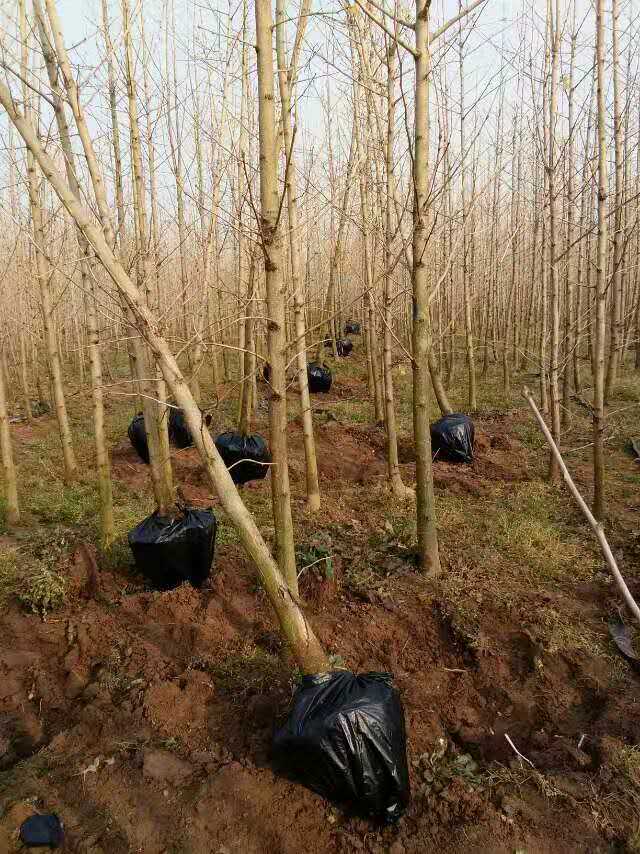 苗圃基地圖片/苗圃基地樣板圖 (1)