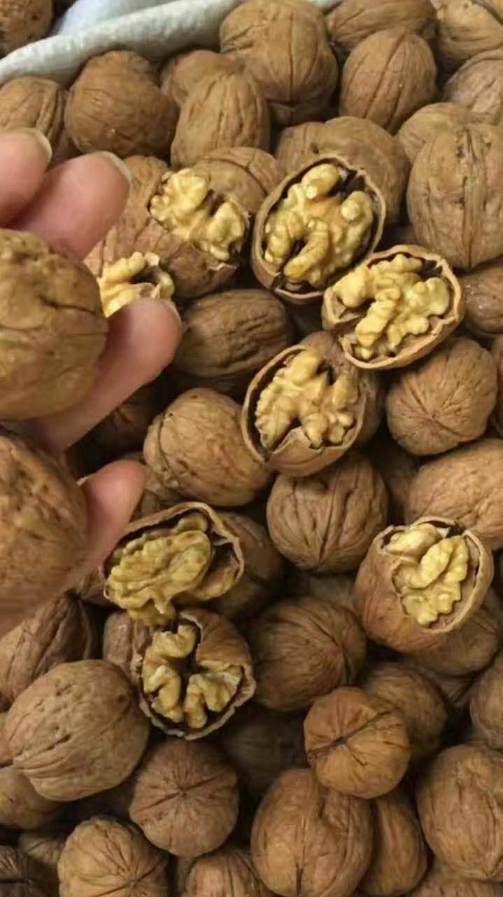 大紅棗圖片/大紅棗樣板圖 (4)