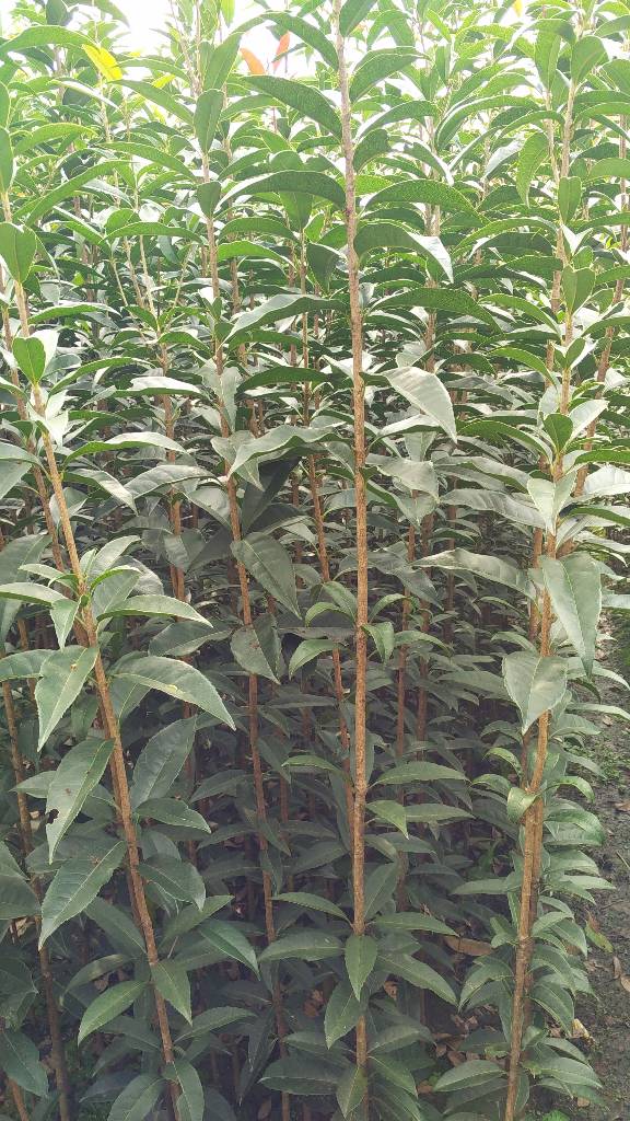 長柄金桂圖片/長柄金桂樣板圖 (4)