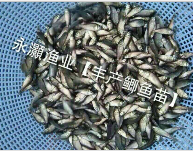 鯽魚苗圖片/鯽魚苗樣板圖 (1)